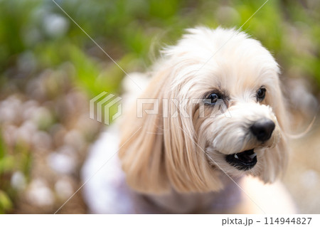 マルプー 114944827