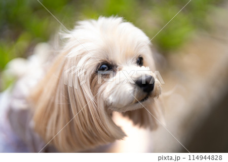 マルプー 114944828