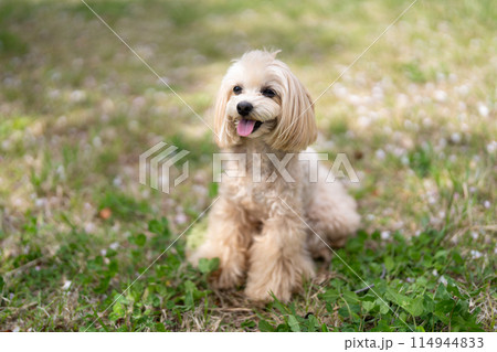 お座りしているマルプー お座りしているマルプー 114944833