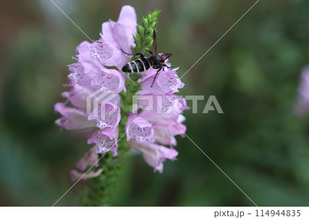 ハナトラノオの蜜を吸う蜂 114944835