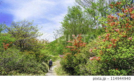 ヤマツツジ咲く小沼遊歩道 114944940