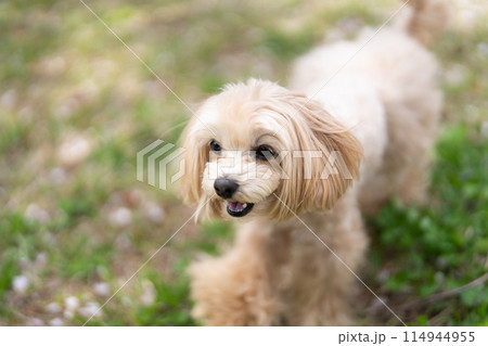 マルプー マルプー 114944955