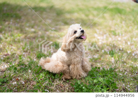 お座りしているマルプー お座りしているマルプー 114944956