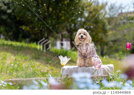 花とマルプー 114944969