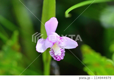 淡いピンク色の花が咲くトキソウのクローズアップ 淡いピンク色の花が咲くトキソウのクローズアップ 114944979