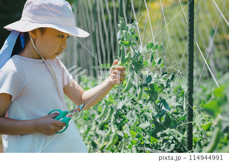 野菜の収穫を楽しむ子供 114944991