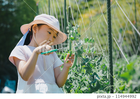 野菜の収穫を楽しむ子供 114944992