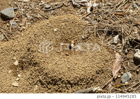 アリの巣 アリの巣 114945285
