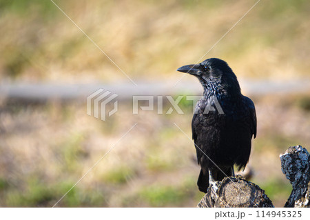 ハシボソガラスポートレート 114945325