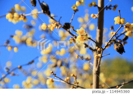 鮮やか ロウバイの花 鮮やか ロウバイの花 114945360