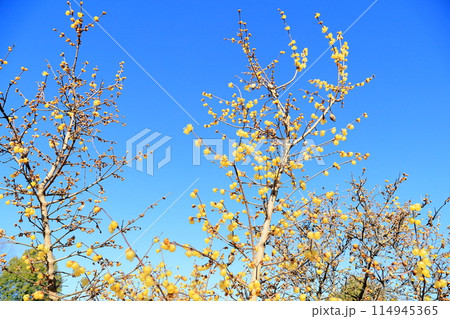 鮮やか ロウバイの花 鮮やか ロウバイの花 114945365