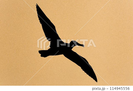 silhouettes of bird albatross, albatross silhouette vector illustration 114945556