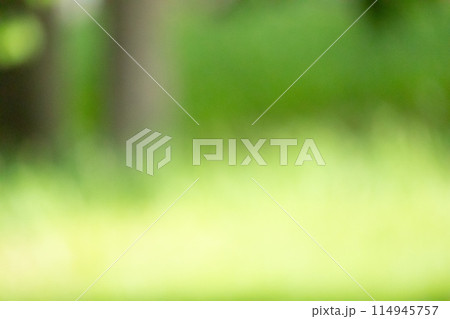 木の幹と草の地面のぼかし背景 114945757