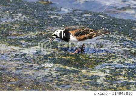 キョウジョシギ キョウジョシギ 114945810