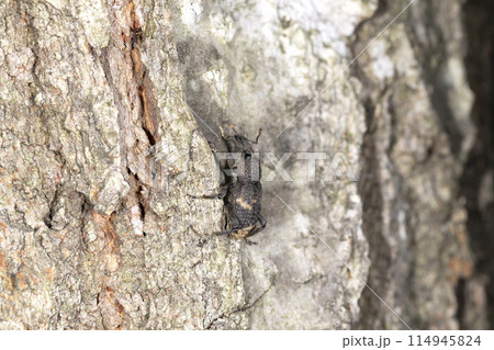 クリアナアキゾウムシ 114945824