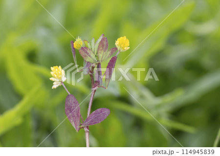 コメツブウマゴヤシ コメツブウマゴヤシ 114945839