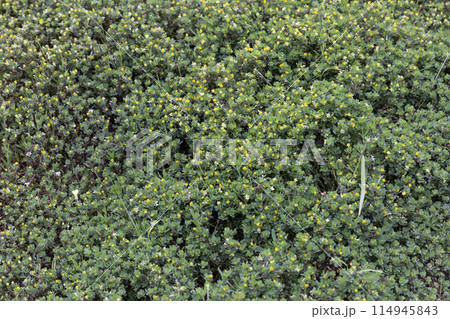 コメツブウマゴヤシ 114945843