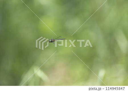 サラサヤンマ 114945847