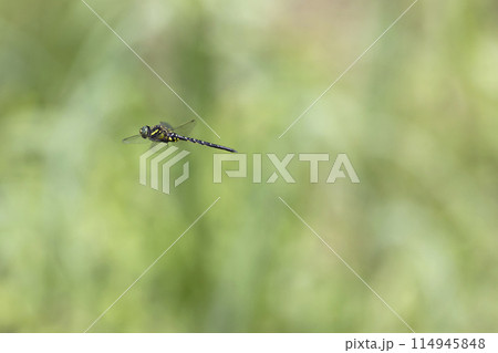 サラサヤンマ サラサヤンマ 114945848