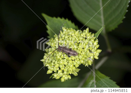 シナノクロフカミキリ シナノクロフカミキリ 114945851