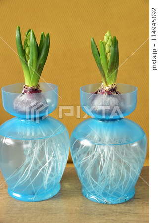 室内の水栽培のヒヤシンス 114945892