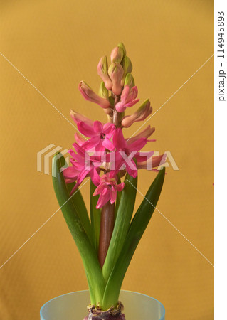 水栽培のヒヤシンスの開花 114945893