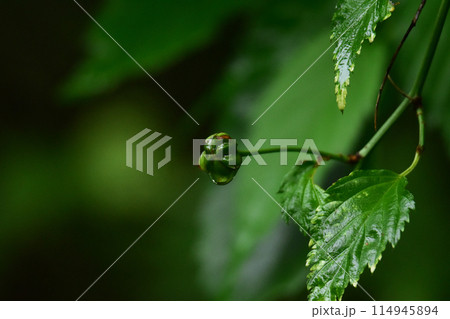 雨に濡れるヤマブキの青い実 114945894