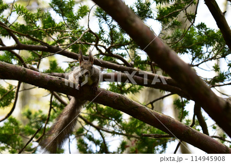 樹上からこちらを見つめるエゾリス 114945908