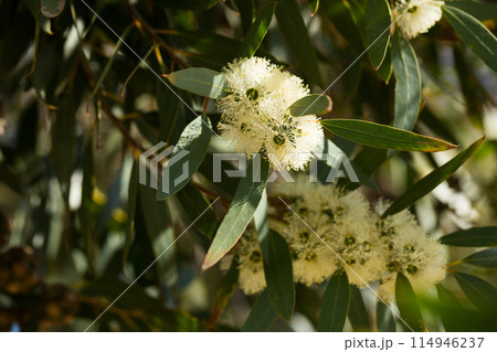 Flowers of eucalypt Flowers of eucalypt 114946237