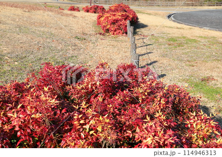 オタフクナンテン紅葉 オタフクナンテン紅葉 114946313