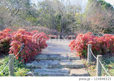 オタフクナンテン紅葉 オタフクナンテン紅葉 114946315