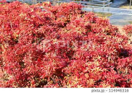 オタフクナンテン紅葉 オタフクナンテン紅葉 114946316