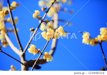 鮮やか ロウバイの花 鮮やか ロウバイの花 114946319