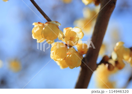 鮮やか ロウバイの花 鮮やか ロウバイの花 114946320