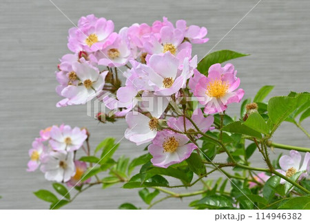 バラの花 バラの花 114946382