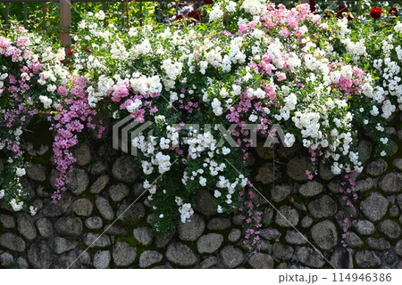 バラの花 114946386