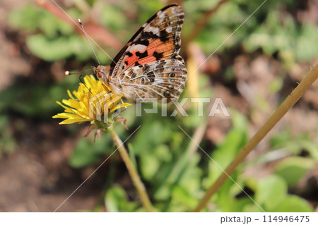 タンポポの蜜を吸うヒメアカタテハ タンポポの蜜を吸うヒメアカタテハ 114946475