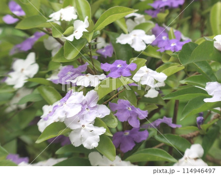 淡く二色に彩るニオイバンマツリの花 淡く二色に彩るニオイバンマツリの花 114946497