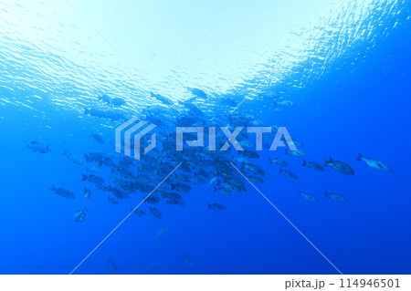 水中、海、ダイビング、魚、水中写真、海中、スキューバダイビング、海水魚、群れ、南国、青、コピースペー 水中、海、ダイビング、魚、水中写真、海中、スキューバダイビング、海水魚、群れ、南国、青、コピースペー 114946501