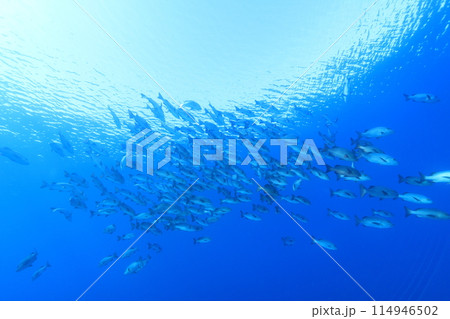 水中、海、ダイビング、魚、水中写真、海中、スキューバダイビング、海水魚、群れ、南国、青、コピースペー 水中、海、ダイビング、魚、水中写真、海中、スキューバダイビング、海水魚、群れ、南国、青、コピースペー 114946502