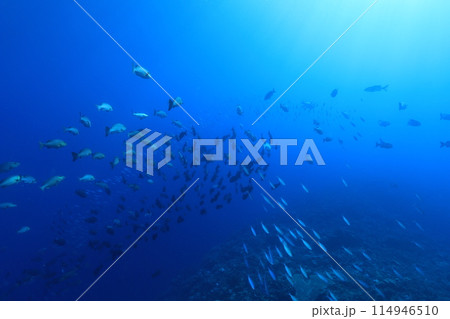 水中、海、ダイビング、魚、水中写真、海中、スキューバダイビング、海水魚、群れ、南国、青、コピースペー 水中、海、ダイビング、魚、水中写真、海中、スキューバダイビング、海水魚、群れ、南国、青、コピースペー 114946510