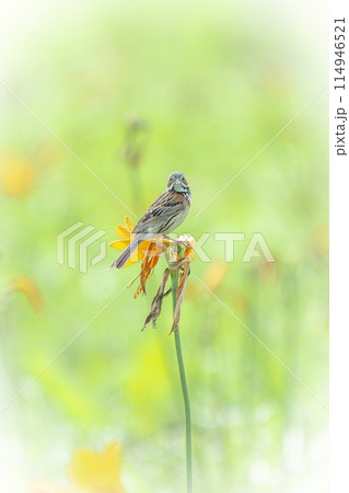 北海道の7月、ホオアカとエゾカンゾウ。 114946521