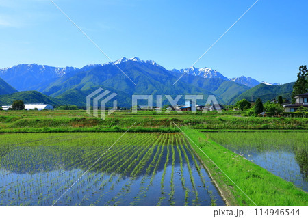 初夏の水田に映り込む北アルプスの山並み 114946544