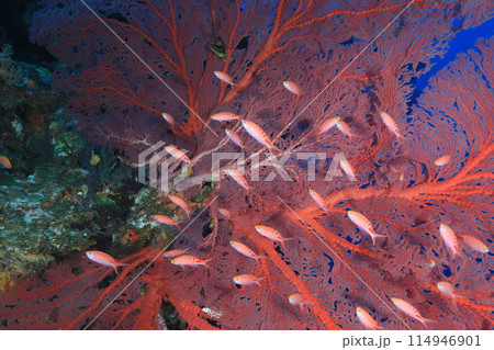 鮮やかなアカネハナゴイ 114946901