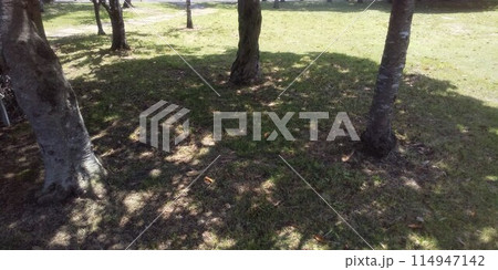 朝日が差し込む公園の木陰 114947142