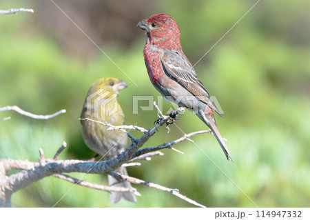 北海道の7月、ギンザンマシコのペア。 114947332