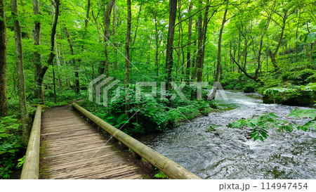 奥入瀬渓流 114947454