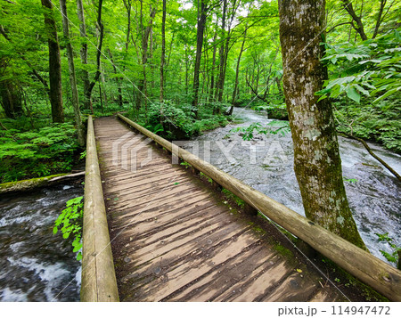 奥入瀬渓流 114947472