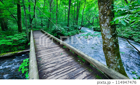 奥入瀬渓流 奥入瀬渓流 114947476