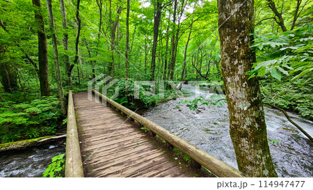奥入瀬渓流 奥入瀬渓流 114947477